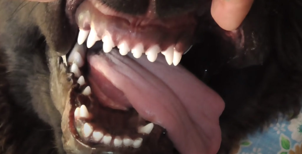 Zahnsystem bei Hunden: Was ist die Norm?